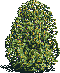 Rendered art asset: Tall conical shrub