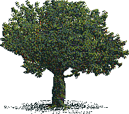 Rendered art asset: Large round oak-type tree