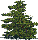 Rendered art asset: Pine/fir