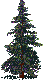 Rendered art asset: Tall spruce/fir