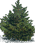 Rendered art asset: Bushy spruce/fir
